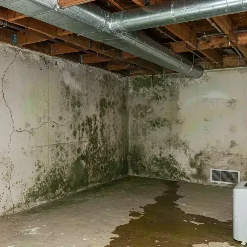 Professional Mold Removal in Destrehan, LA